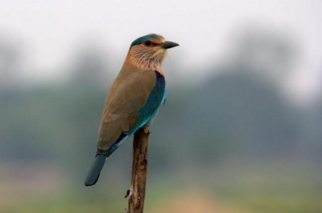 Dandeli Mist Homestay photo 19