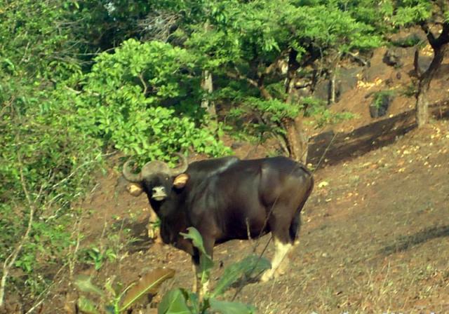 Dandeli Mist Homestay photo 21