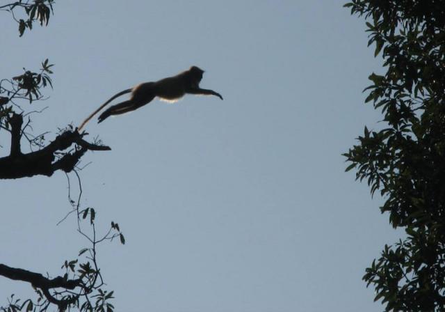 Dandeli Mist Homestay photo 23