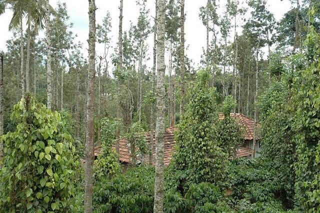 Berry Lane Homestay photo 11
