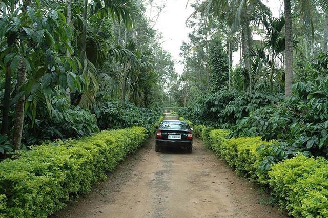 Berry Lane Homestay photo 12