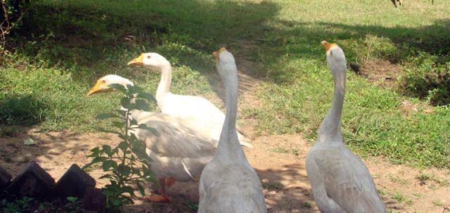 Stanleys Farm Stay photo 3