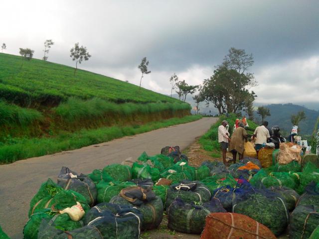 Chai Heritage Homestay photo 2