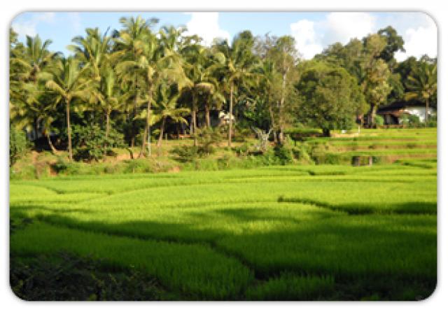 Tiger Heritage Homestay photo 4