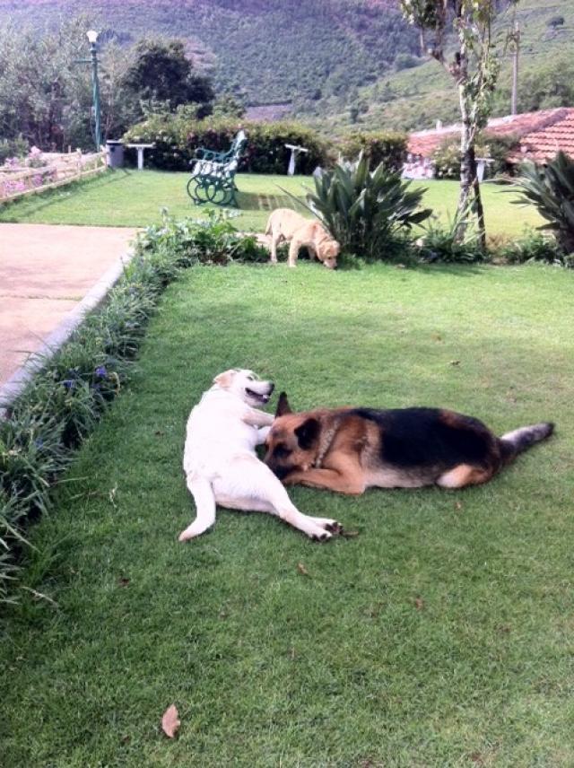 Red Hill Resort photo 11
