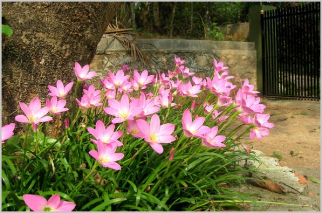 The Summer Villa Homestay photo 7