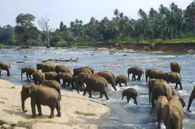 Srilanka photo 7