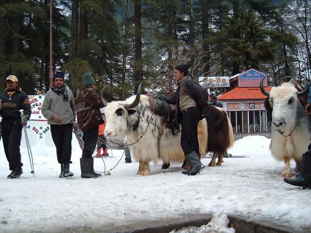 Manali photo 12