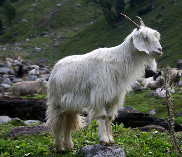 Himachal  with Shimla photo 4