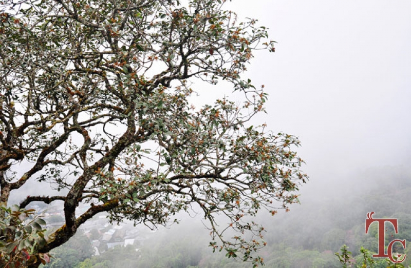 Nature Nestate Homestay photo 12