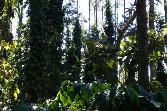 Nature Nestate Homestay photo 54