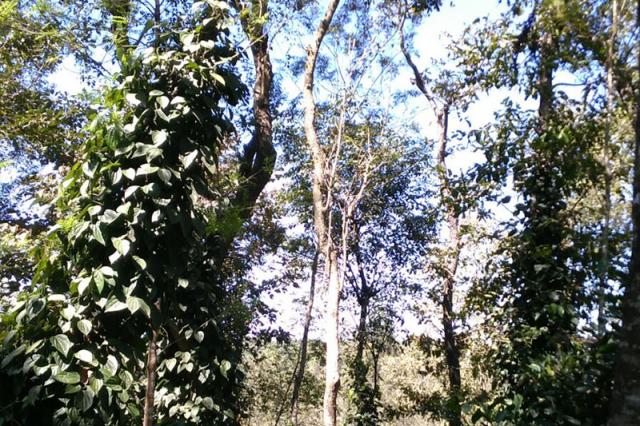 Nature Nestate Homestay photo 60