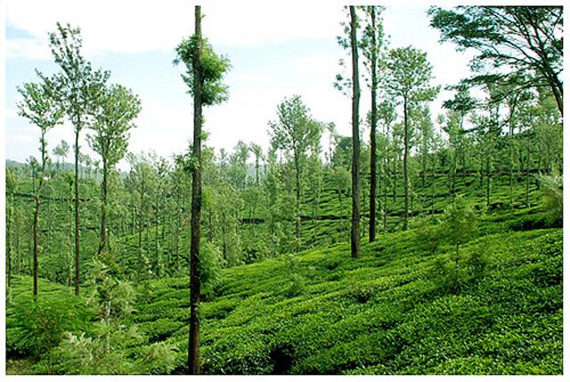 Kalgreen Valley Resort photo 3