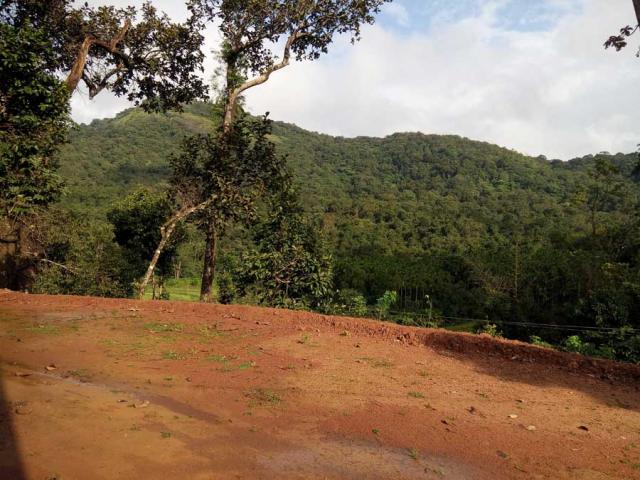Belachikatte Homestay photo 24