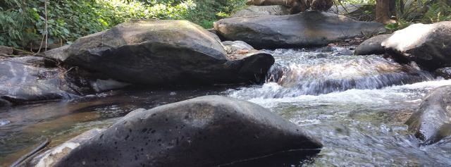 Bagmane Estate Homestay photo 7