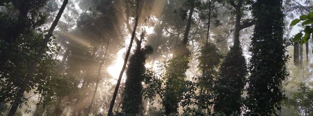 Bagmane Estate Homestay photo 23