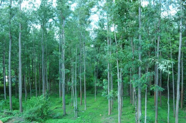 Cluster Homestay photo 7