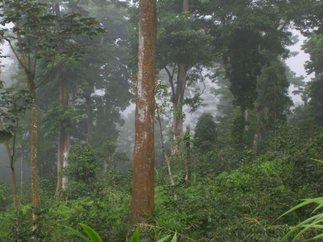 Jagates Mist photo 40