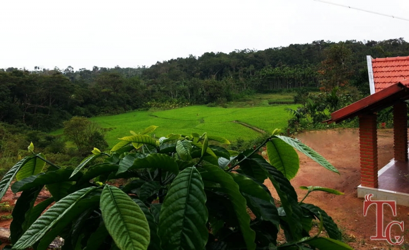 The Forest Stay photo 10