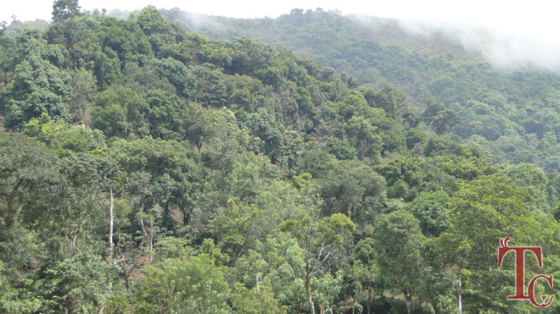 Milky Mist Homestay photo 5