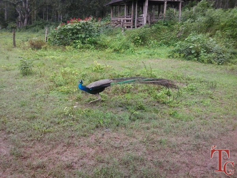 Karadikallu Homestay photo 6