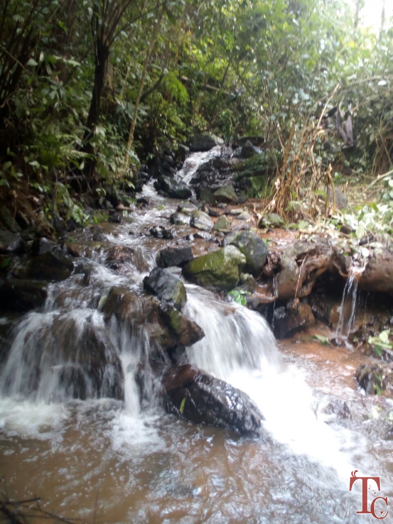 Canopy Green Estate Homestay photo 9