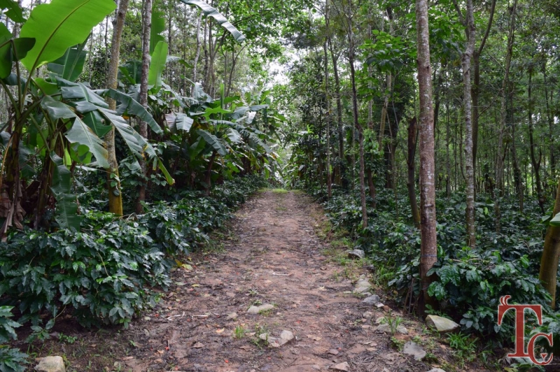 Silver Leaf Homestay photo 11