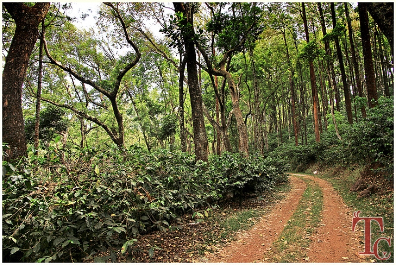 Golden Wood Homestay photo 19