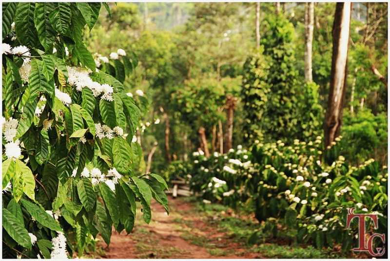 Golden Wood Homestay photo 21