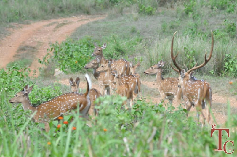 Saaranga Homestay photo 24