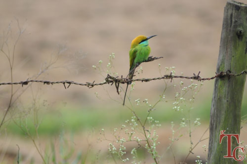 Saaranga Homestay photo 28