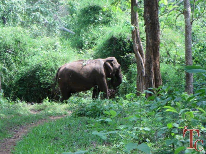 Saaranga Homestay photo 36