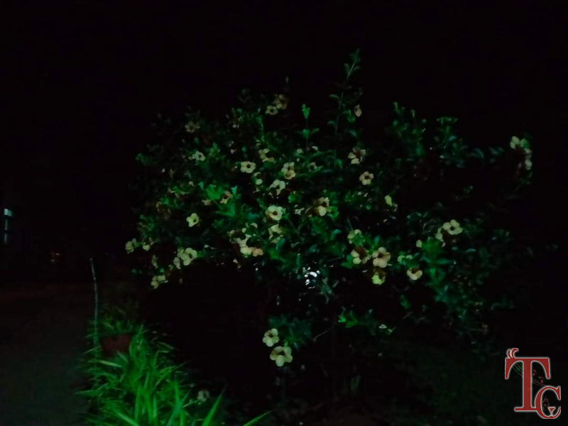 Cardamom Grove Homestay photo 65