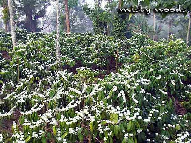 Misty Woods Resort photo 9