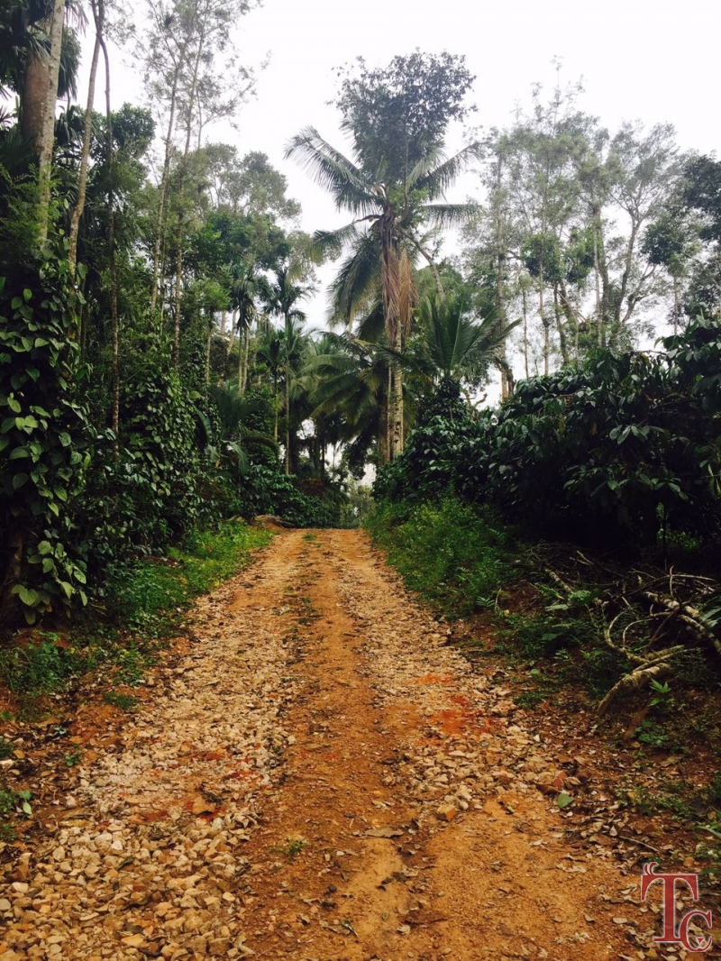 Fogg Villa Homestay photo 12
