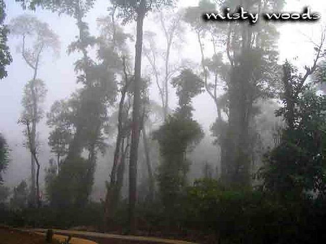 Misty Woods Resort photo 36