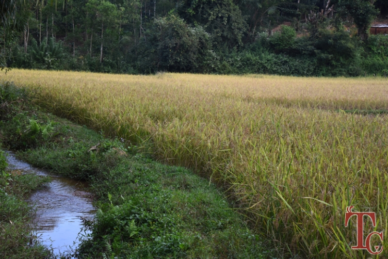 Birds Nest Homestay photo 2
