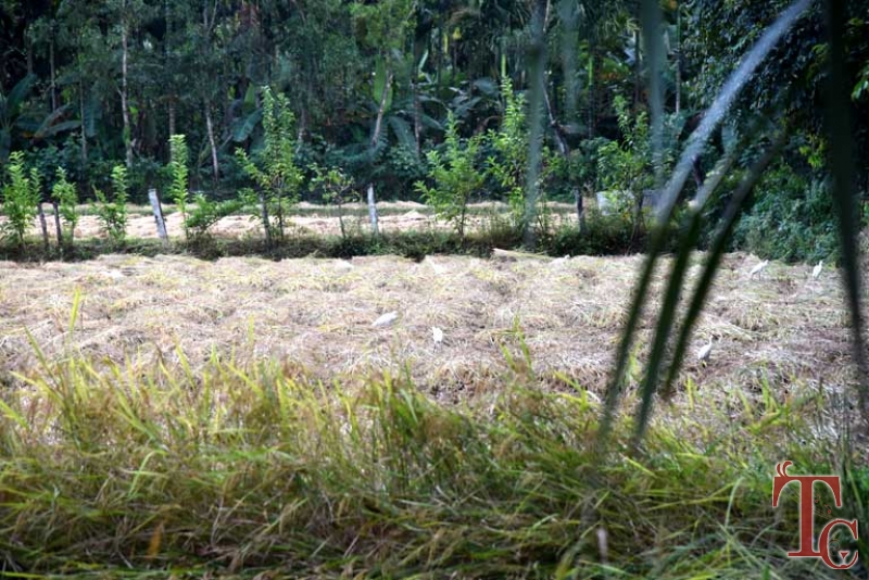 Birds Nest Homestay photo 18