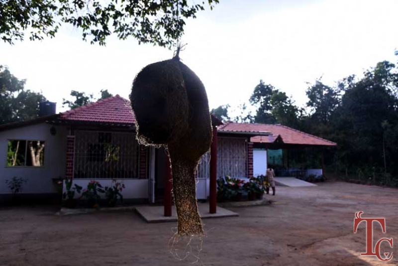 Birds Nest Homestay photo 36