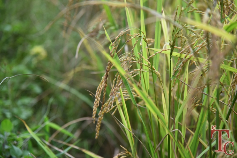 Birds Nest Homestay photo 42